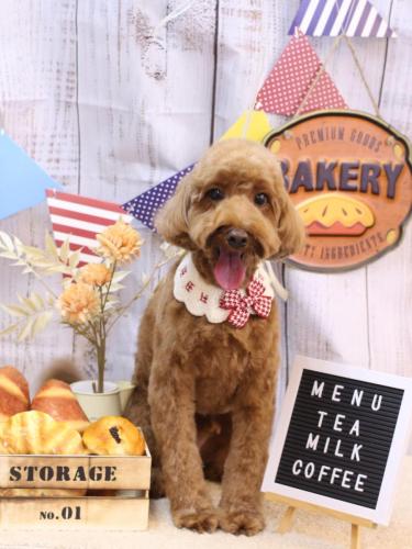 20240901テディくん